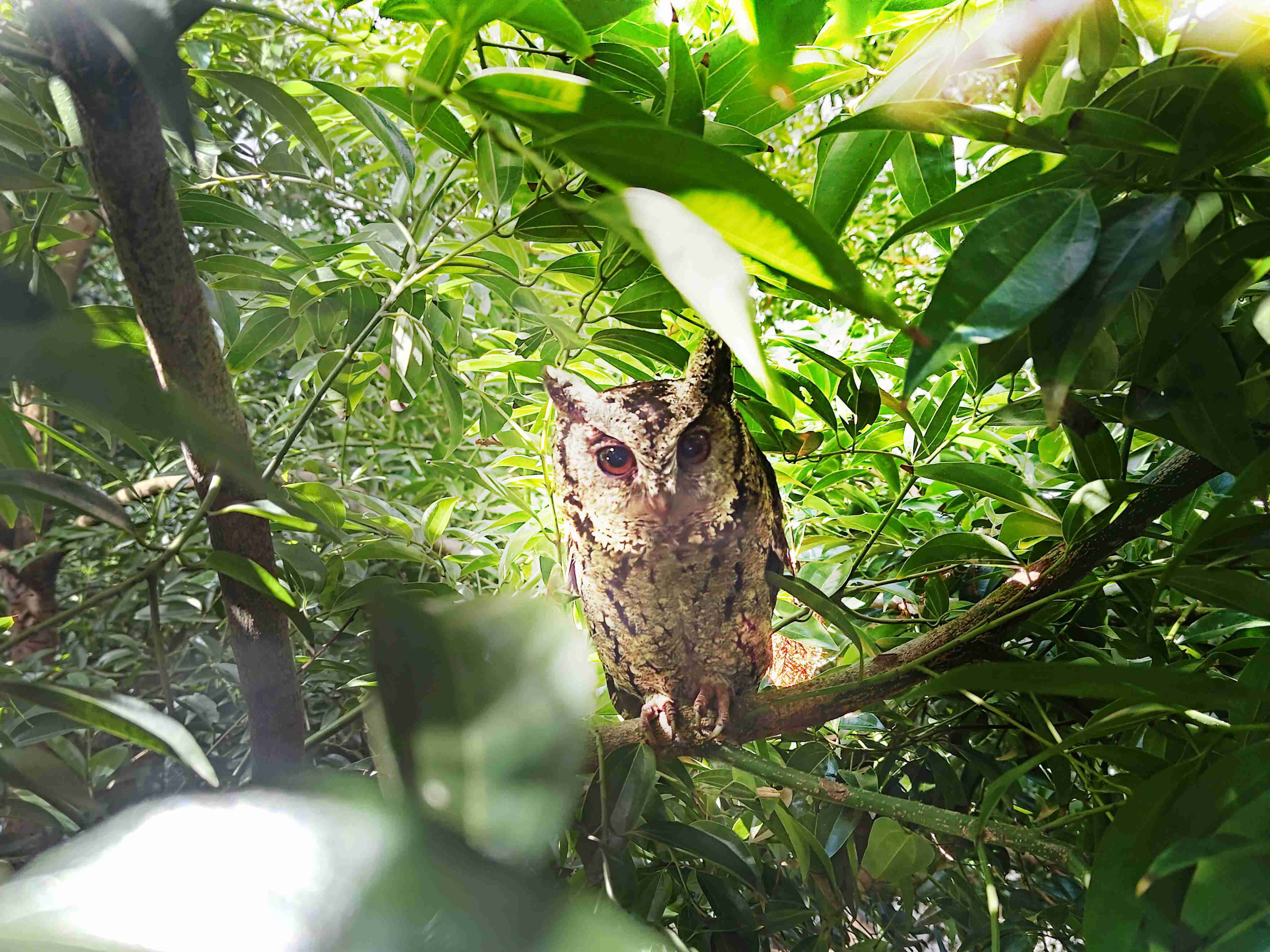 银河集团致力提倡净零绿生活，，，16年以来在全球各厂区植树逾百万棵，，，造就各厂区树木蔚然成林，，犹如森林工厂，，，成为许多生物的栖息地